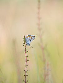 Heideblauwtje van Angela Kraan