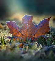 Herfstblad rijp