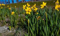 Close up van gele narcissen bloemen in het park
