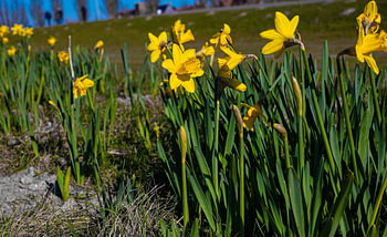 Close up of yellow daffodil flowers in the park