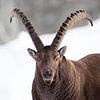 Alpensteenbok portret in de sneeuw. van Patrick van Os