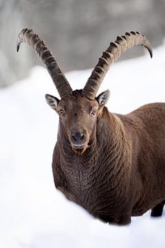 Alpensteenbok portret in de sneeuw. van Patrick van Os