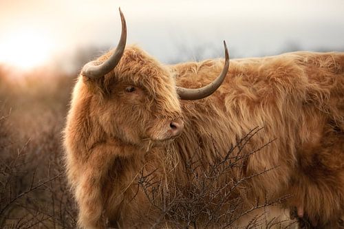 Scottish Highlander