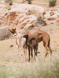 Drei Farben der Wüste von Roy Mosterd