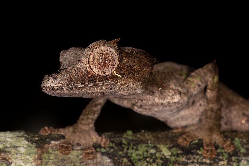 Uroplatus phantasticus par Marcel Out
