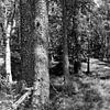 Leuvenum forest panorama in black and white by Gerard de Zwaan