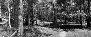 Leuvenum Wald-Panorama in schwarz-weiß