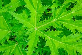 Giant hogweed leaves seen from above