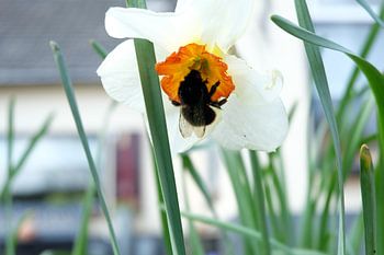 hommel bestuift een mooie witte bloem in de lente 