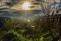 Herbstsonne, Gegenlicht.