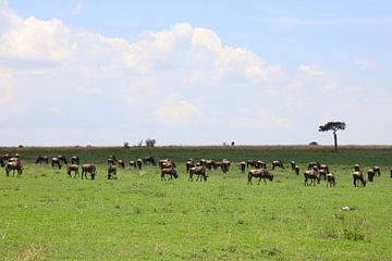 Wildebeest von G. van Dijk