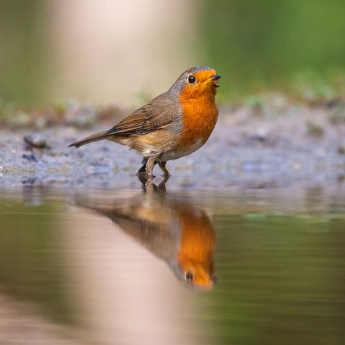 Het oranje roodborstje