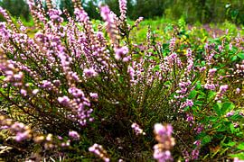 bosje hei von scott van maurik