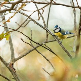 Scène de rêve d'une mésange bleue sur Enrique De Corral