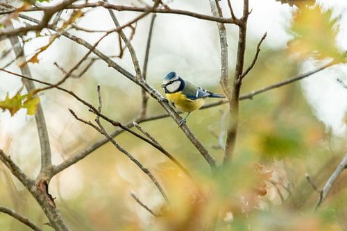 Scène de rêve d'une mésange bleue