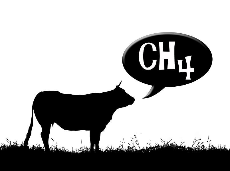 CH4-Kuh von Grüntyers .
