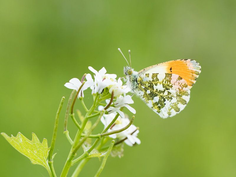Aurore (Anthocharis cardamines) à Alblasserwaard par Jacob Molenaar