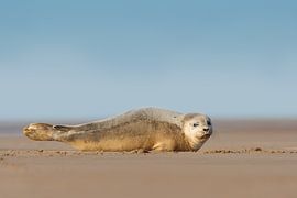 Young harbour seal on the beach by Jeroen Stel