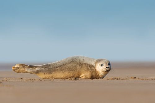 Jonge Gewone Zeehond op het strand
