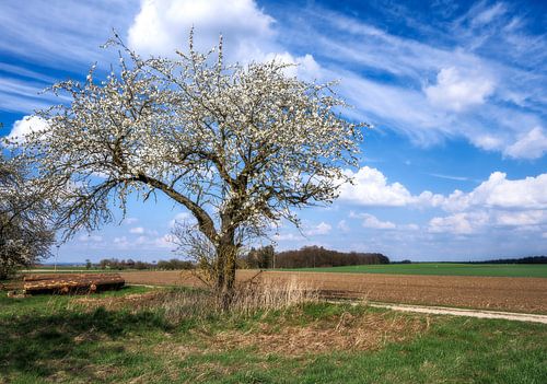 Paysage en Bavière avec un arbre en fleurs au printemps