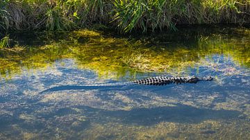 USA, Florida, Crystal clear water with swimming crocodile in everglades by adventure-photos