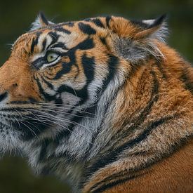 Het oog van de tijger van Edith Albuschat