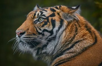 Das Auge des Tigers von Edith Albuschat