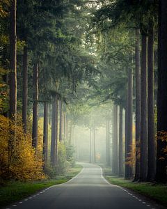 Road to the Speulder forest sur Edwin Mooijaart