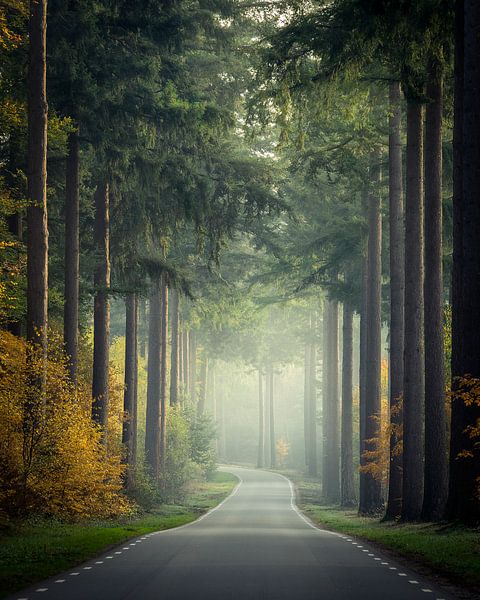 Road to the Speulder forest par Edwin Mooijaart