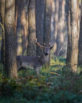Damhert op de Veluwe van Tom Zwerver