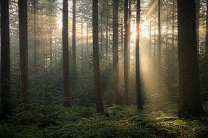 Magischer nebliger Morgen im Wald