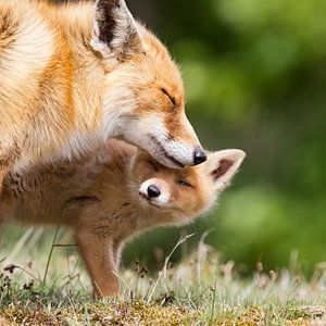 Mère renard et son petit sur Menno Schaefer