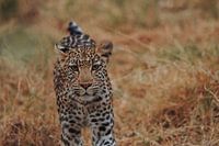 Luipaard staart naar de camera in het wild