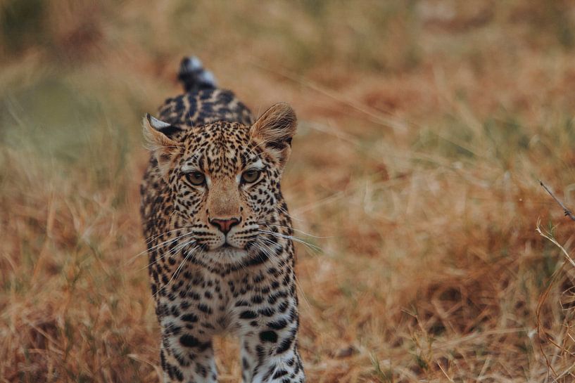 Leopard, der in freier Wildbahn in die Kamera schaut von Geke Woudstra