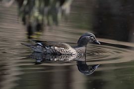 Mandarin duck in a pond in the middle of the Veluwe forest by Merijn Loch