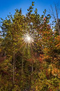 Wende dein Gesicht der Sonne zu, dann fallen die Schatten hinter dich