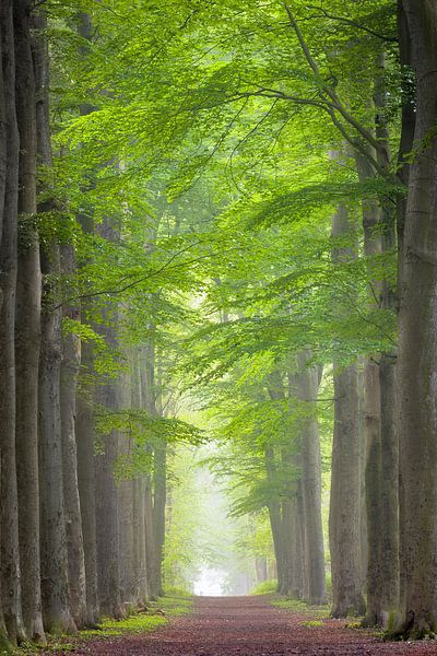 Avenue des arbres dans le brouillard au printemps par Patrick van Os