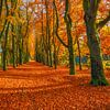 Het pad van de herfst van Robert Stienstra