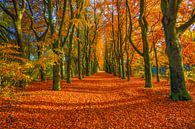 Het pad van de herfst van Robert Stienstra thumbnail