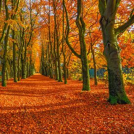 Het pad van de herfst