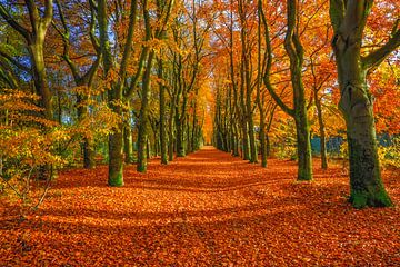 Het pad van de herfst