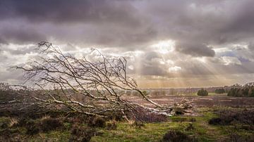 Fallen Birch by Freddy Hoevers