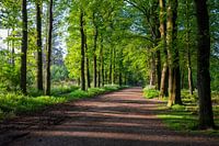 Breiter Waldweg zwischen Baarn und Lage Vuursche