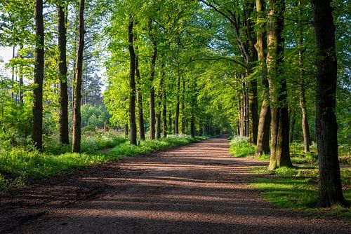Wijds bospad tussen Baarn en Lage Vuursche van Studio Bosgra