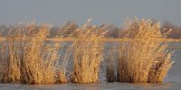 Gouden riet