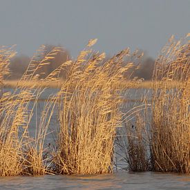 Gouden riet von Robert Wagter