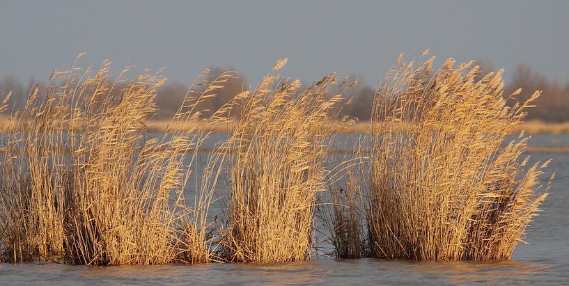 Gouden riet by Robert Wagter