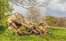 Begroeide boomstronk tijdens de Lente by John Kreukniet