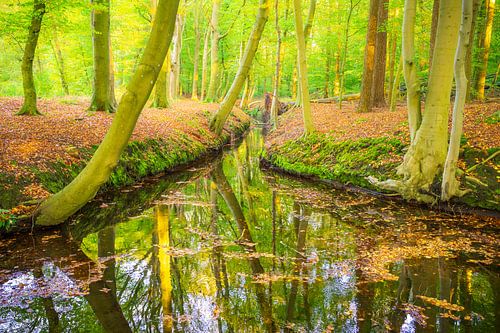 Herfstbos zonsondergang op de Veluwe