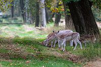 group of fallow deer